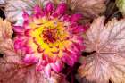 USA, Washington State, Sammamish. Frosted dahlia. Art Print
